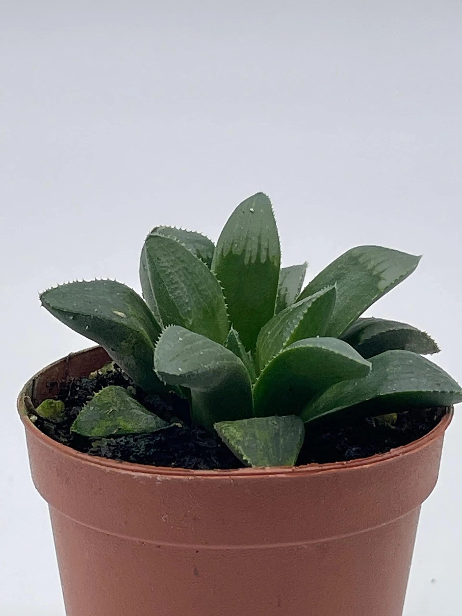 African Emeralds, Rare Haworthia Retusa, in 2 inch Pot Super Cute Great Plant Gift, Collector's Succulent, Live Potted Rooted and Wrapped