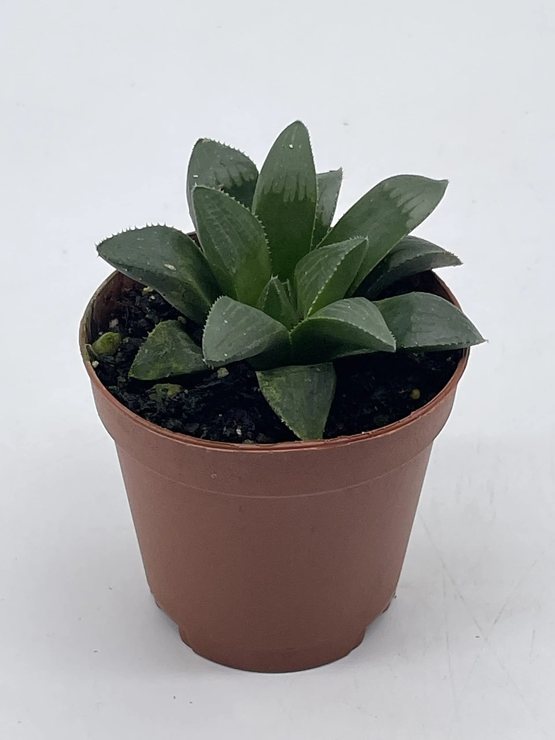 African Emeralds, Rare Haworthia Retusa, in 2 inch Pot Super Cute Great Plant Gift, Collector's Succulent, Live Potted Rooted and Wrapped