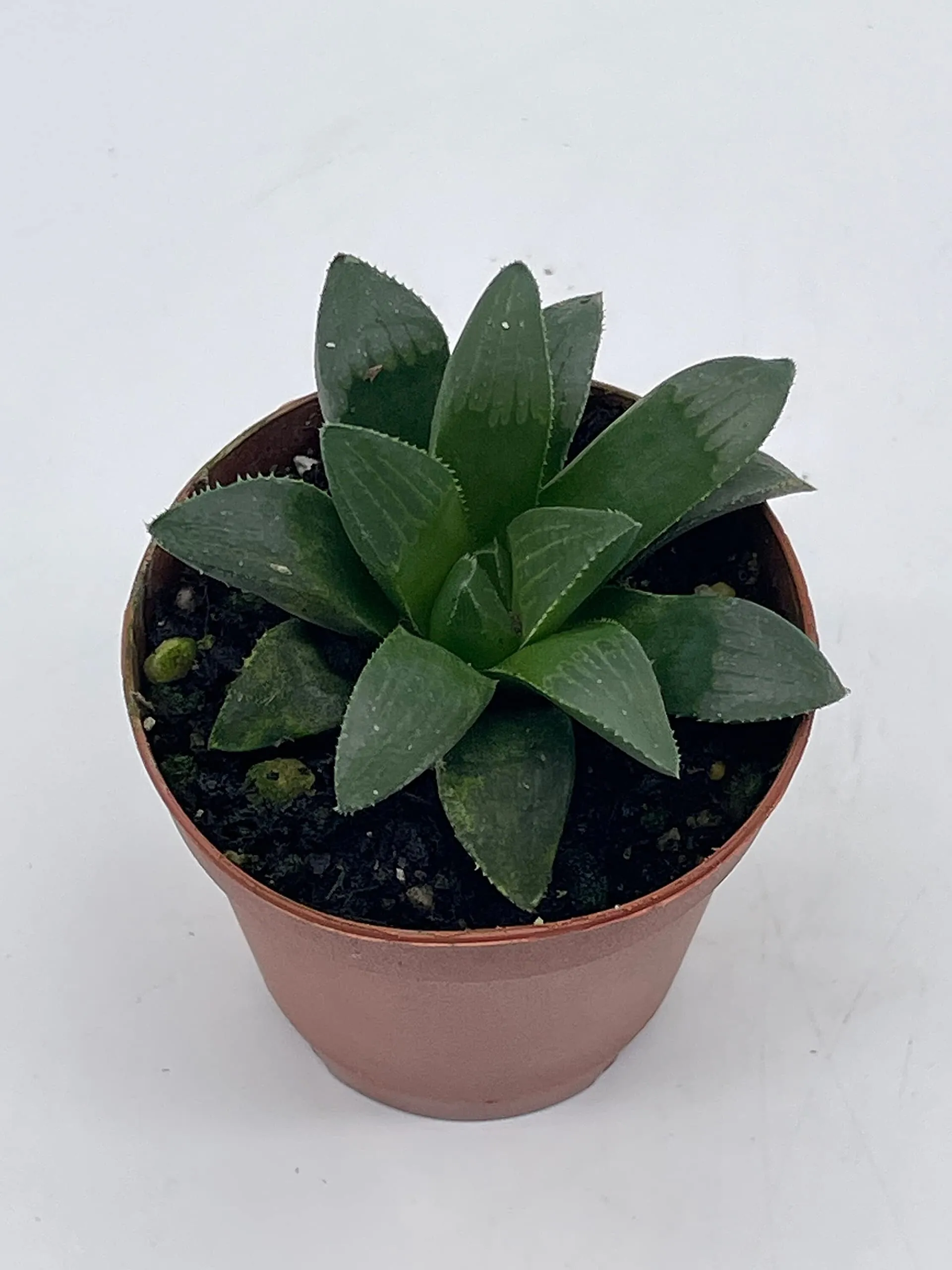 African Emeralds, Rare Haworthia Retusa, in 2 inch Pot Super Cute Great Plant Gift, Collector's Succulent, Live Potted Rooted and Wrapped