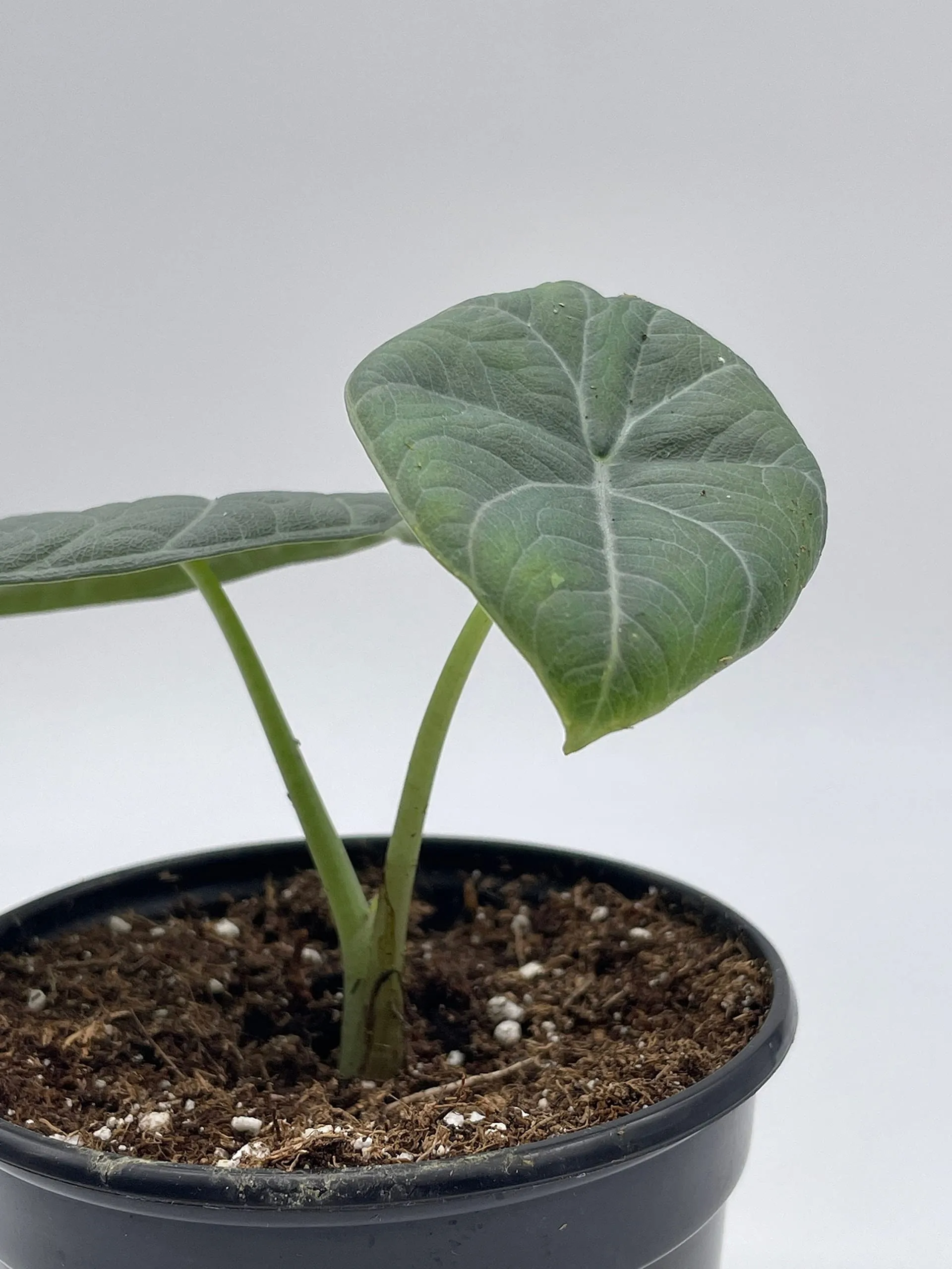 Alocasia Melo Maharani, White Velvet, Grey Dragon Plant, Alocasia Hybrid, 4 inch, Live Rooted Potted Rare Succulent