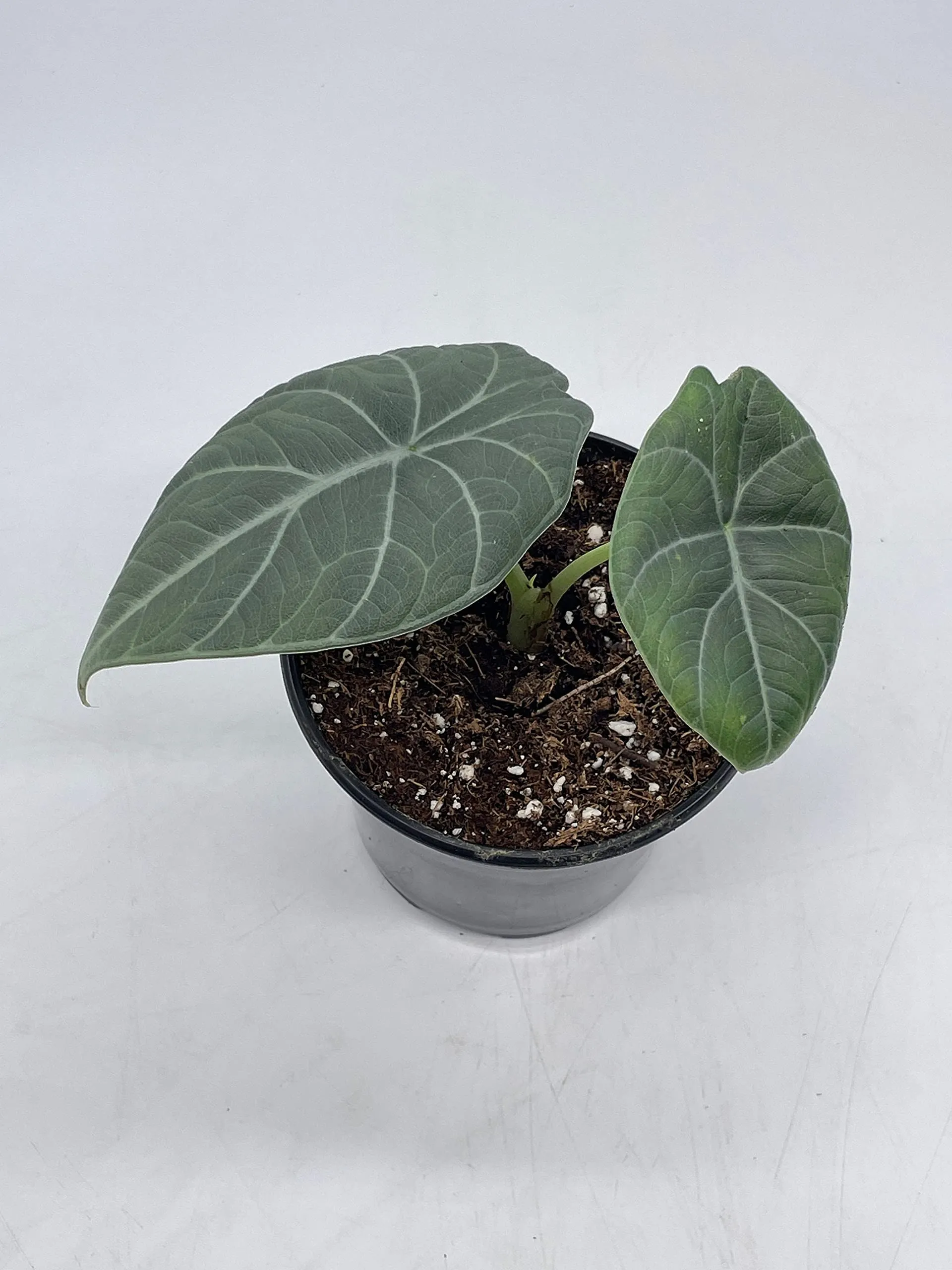 Alocasia Melo Maharani, White Velvet, Grey Dragon Plant, Alocasia Hybrid, 4 inch, Live Rooted Potted Rare Succulent