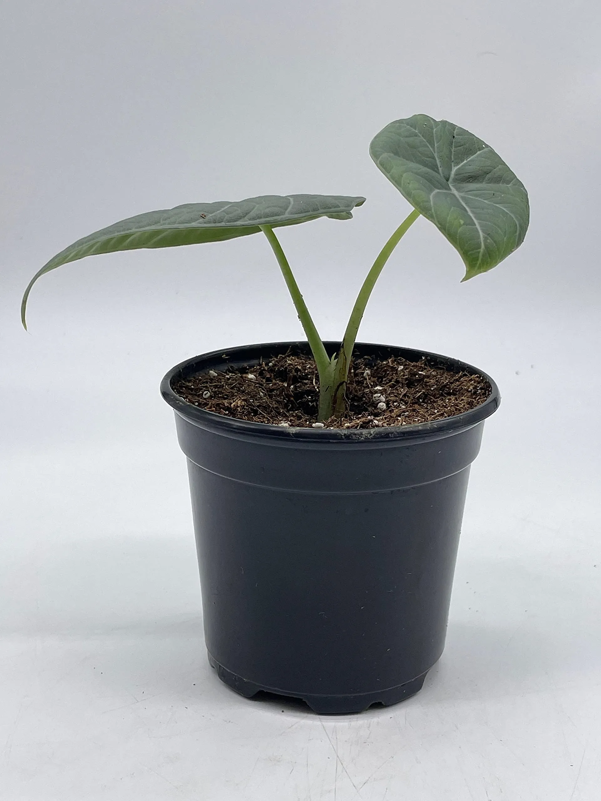 Alocasia Melo Maharani, White Velvet, Grey Dragon Plant, Alocasia Hybrid, 4 inch, Live Rooted Potted Rare Succulent