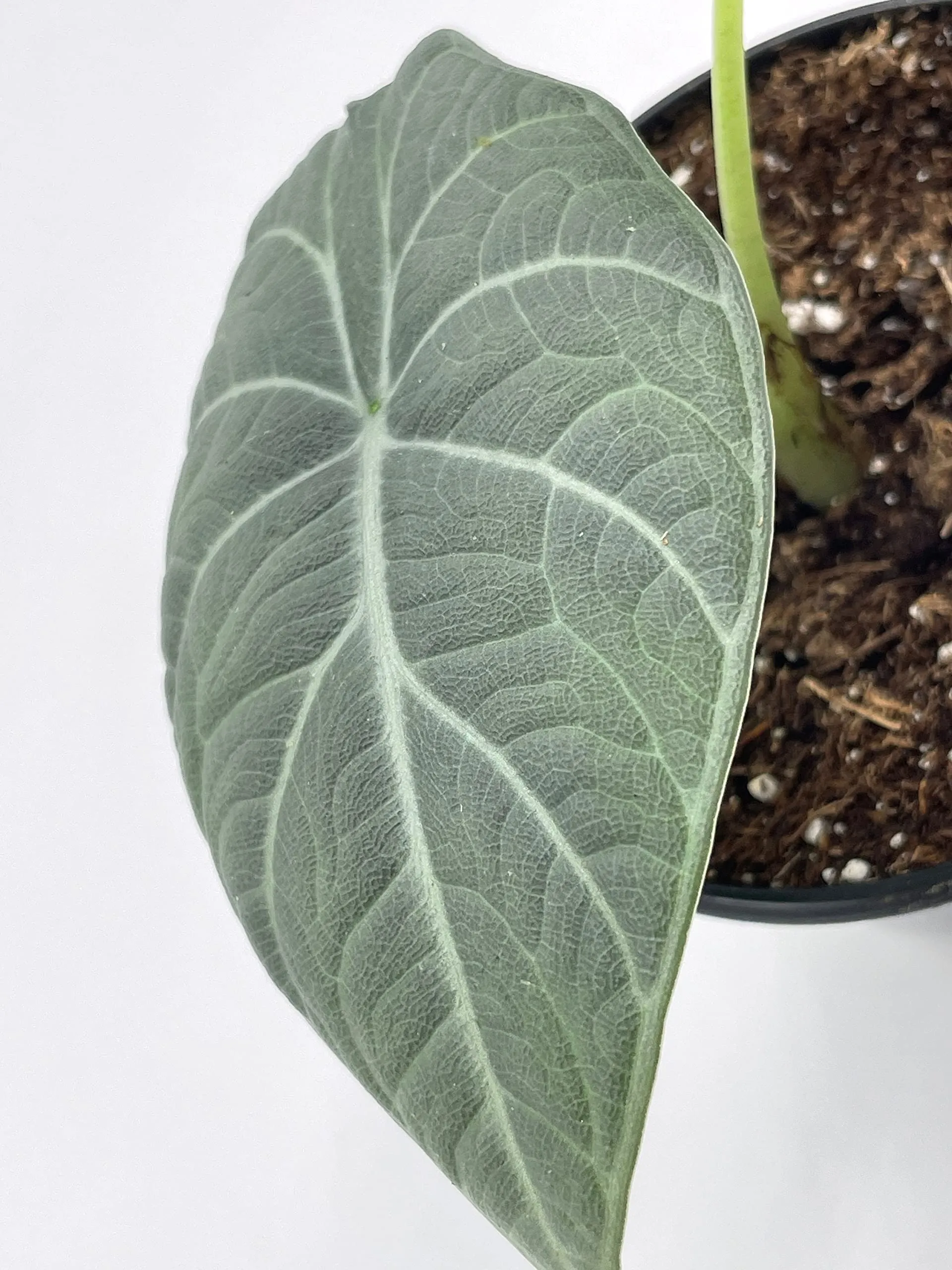 Alocasia Melo Maharani, White Velvet, Grey Dragon Plant, Alocasia Hybrid, 4 inch, Live Rooted Potted Rare Succulent