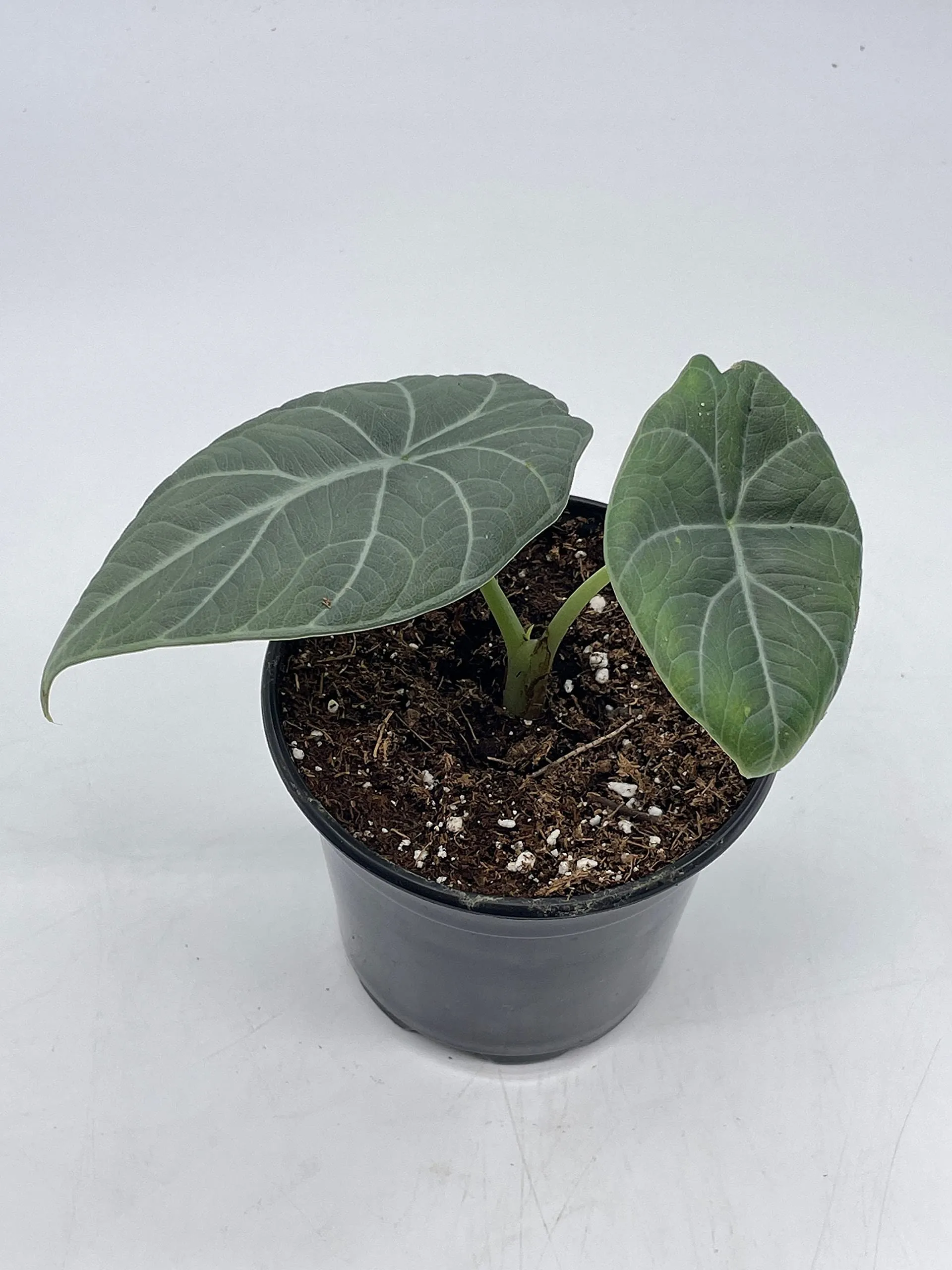 Alocasia Melo Maharani, White Velvet, Grey Dragon Plant, Alocasia Hybrid, 4 inch, Live Rooted Potted Rare Succulent