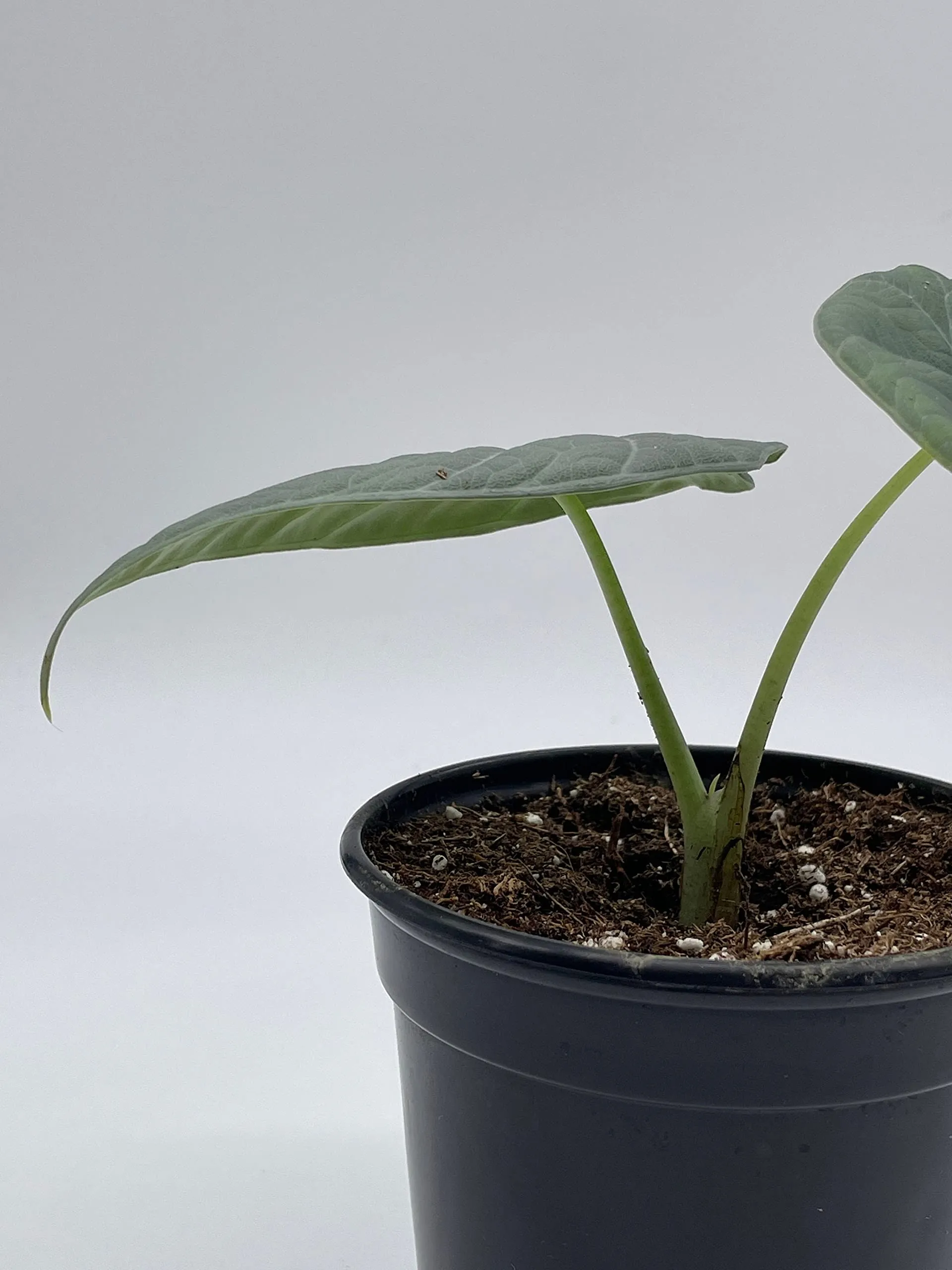 Alocasia Melo Maharani, White Velvet, Grey Dragon Plant, Alocasia Hybrid, 4 inch, Live Rooted Potted Rare Succulent