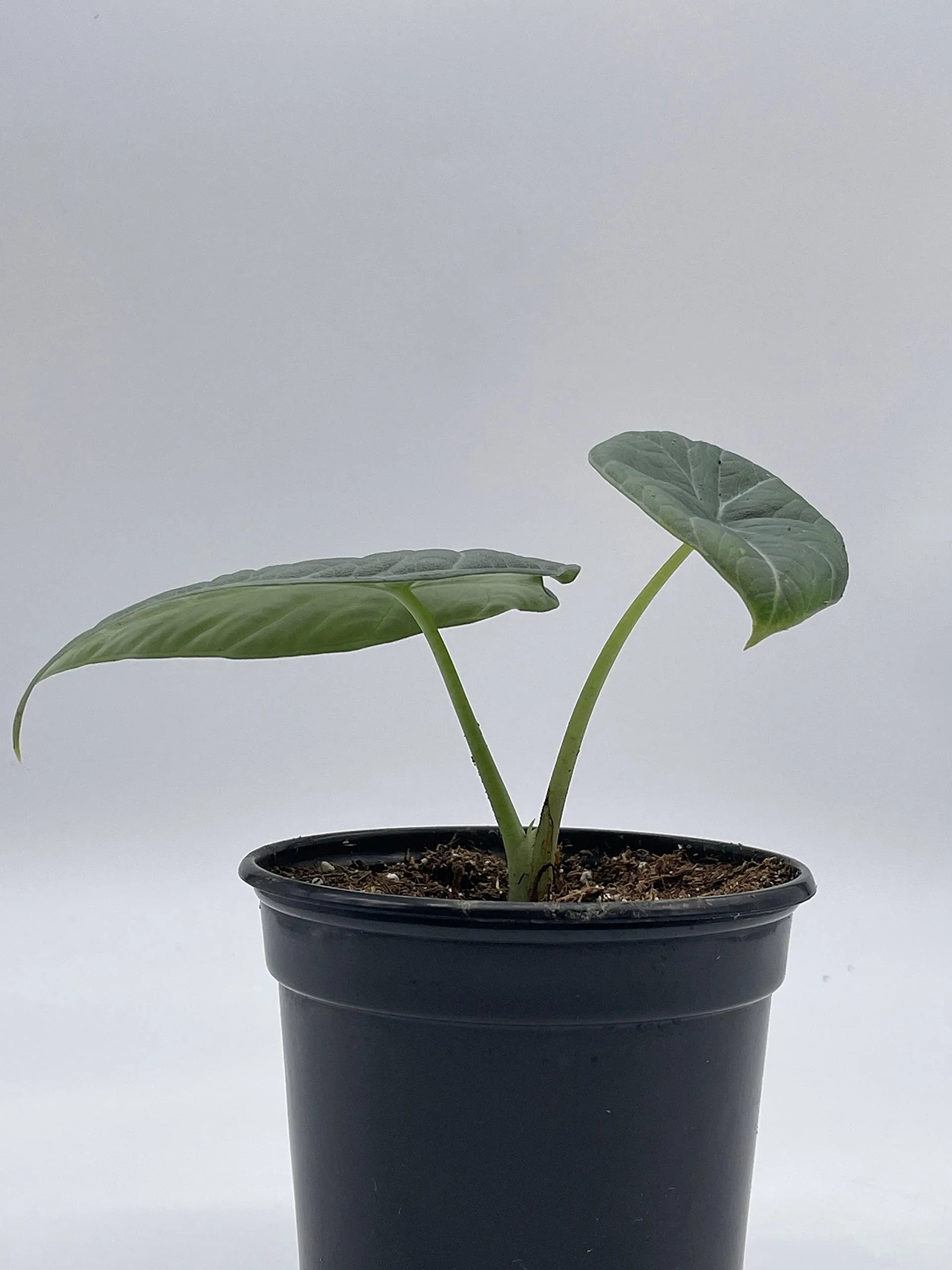 Alocasia Melo Maharani, White Velvet, Grey Dragon Plant, Alocasia Hybrid, 4 inch, Live Rooted Potted Rare Succulent