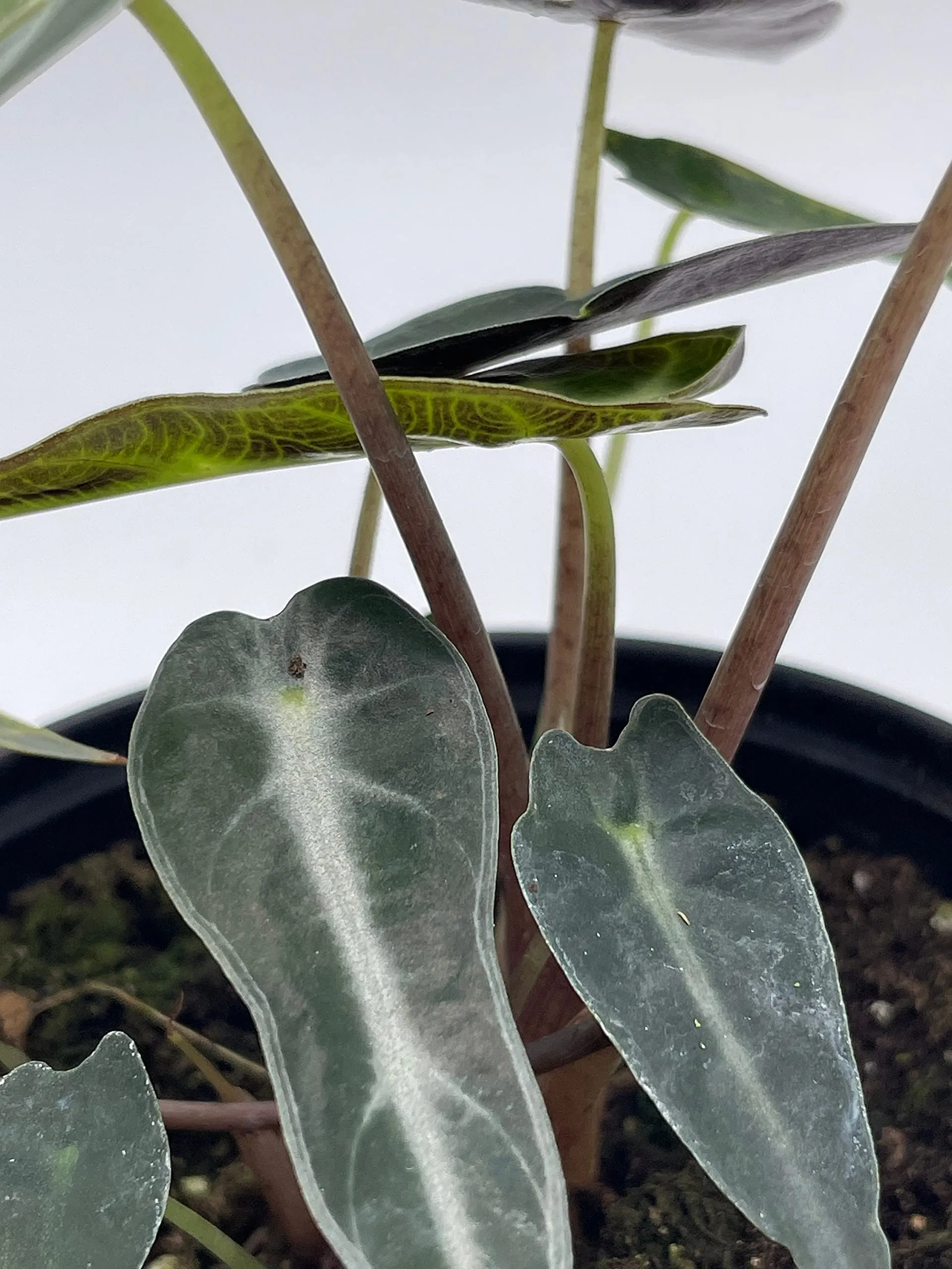 Alocasia sanderiana, Kris Plant, Sander's alocasia, in a 4 inch Pot,