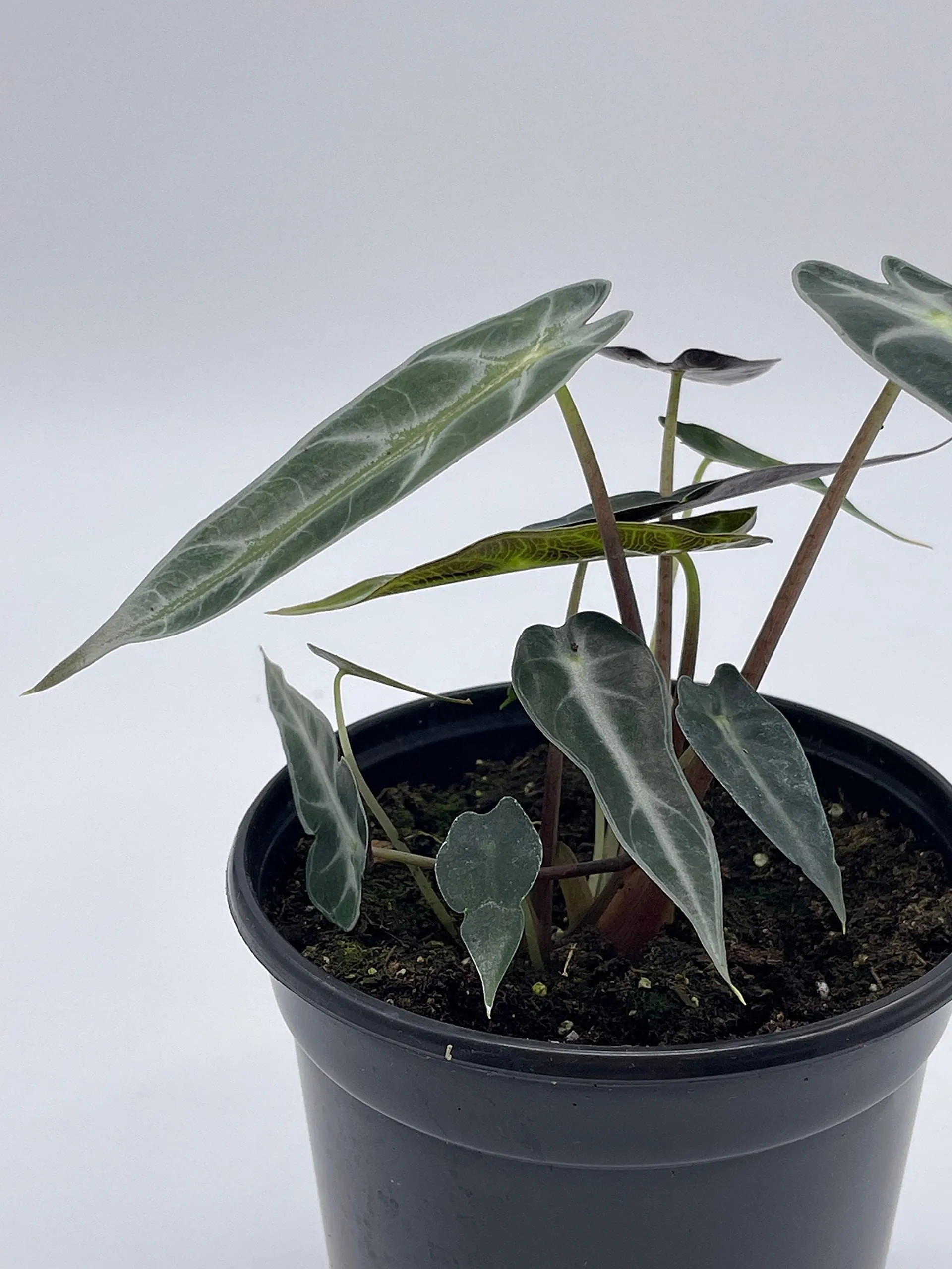 Alocasia sanderiana, Kris Plant, Sander's alocasia, in a 4 inch Pot,