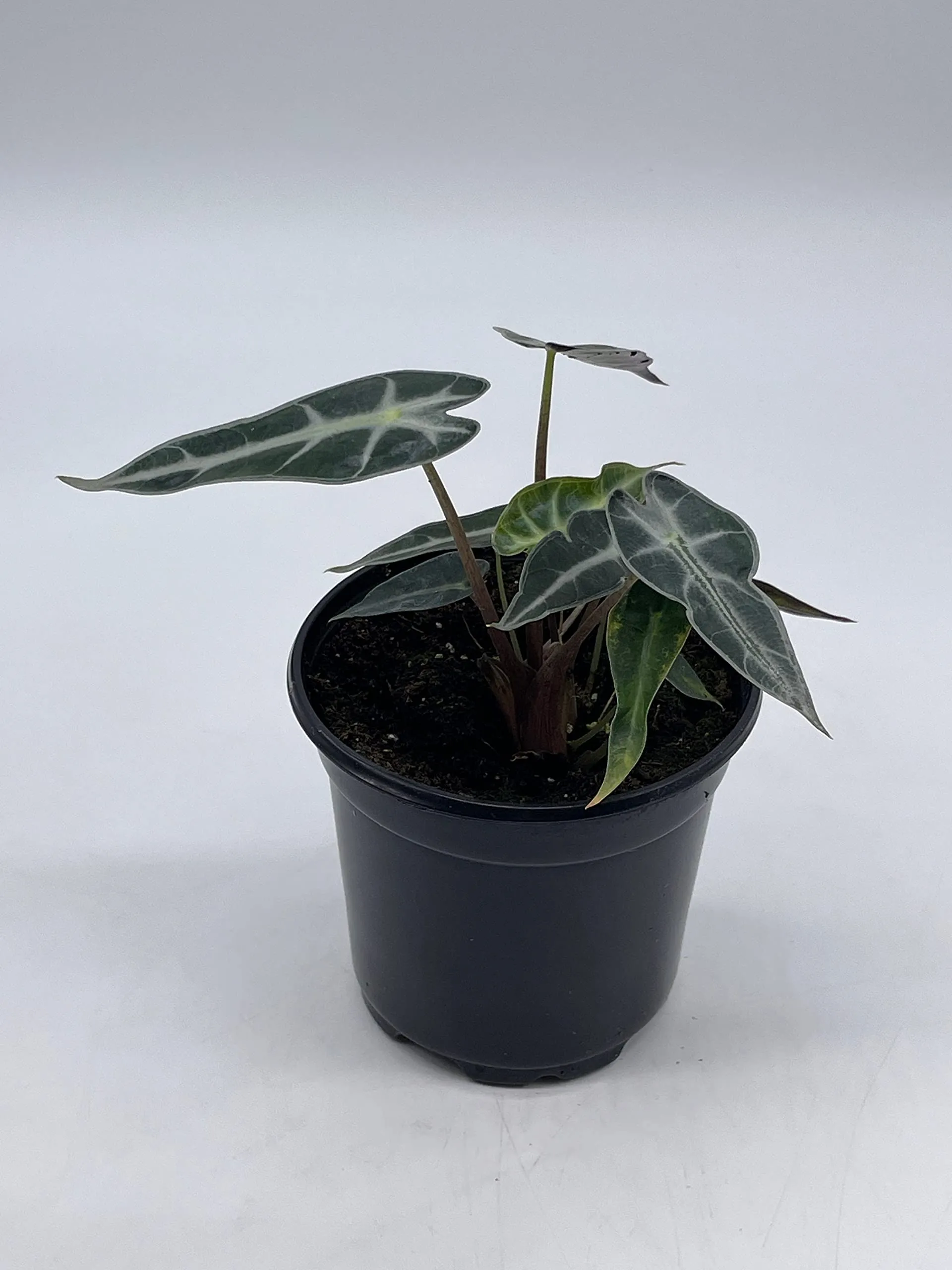 Alocasia sanderiana, Kris Plant, Sander's alocasia, in a 4 inch Pot,