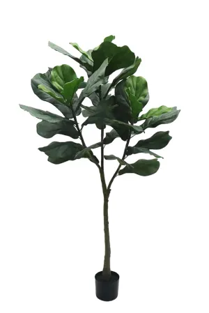 Big Leaf Fiddle Tree Potted 1.5m