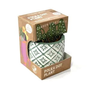 Boutique Garden Starter Kit - Polka Dot Plant