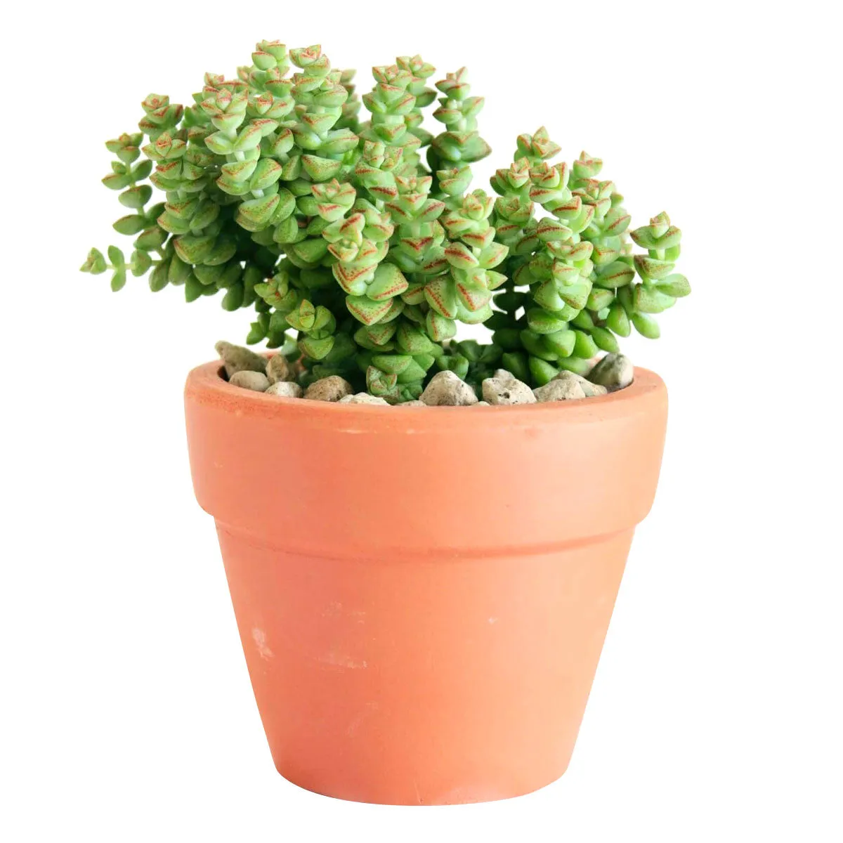 Crassula Tom Thumb Perforata