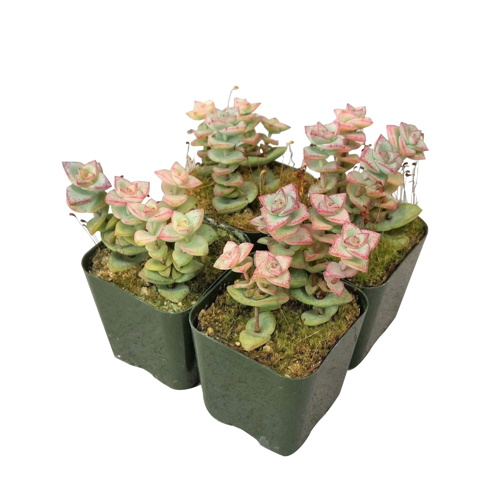 Crassula Tom Thumb Perforata