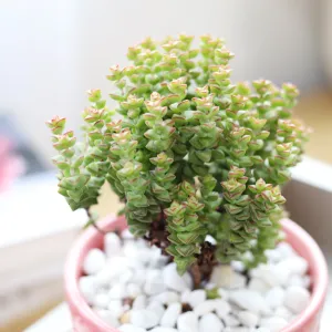 Crassula Tom Thumb Perforata