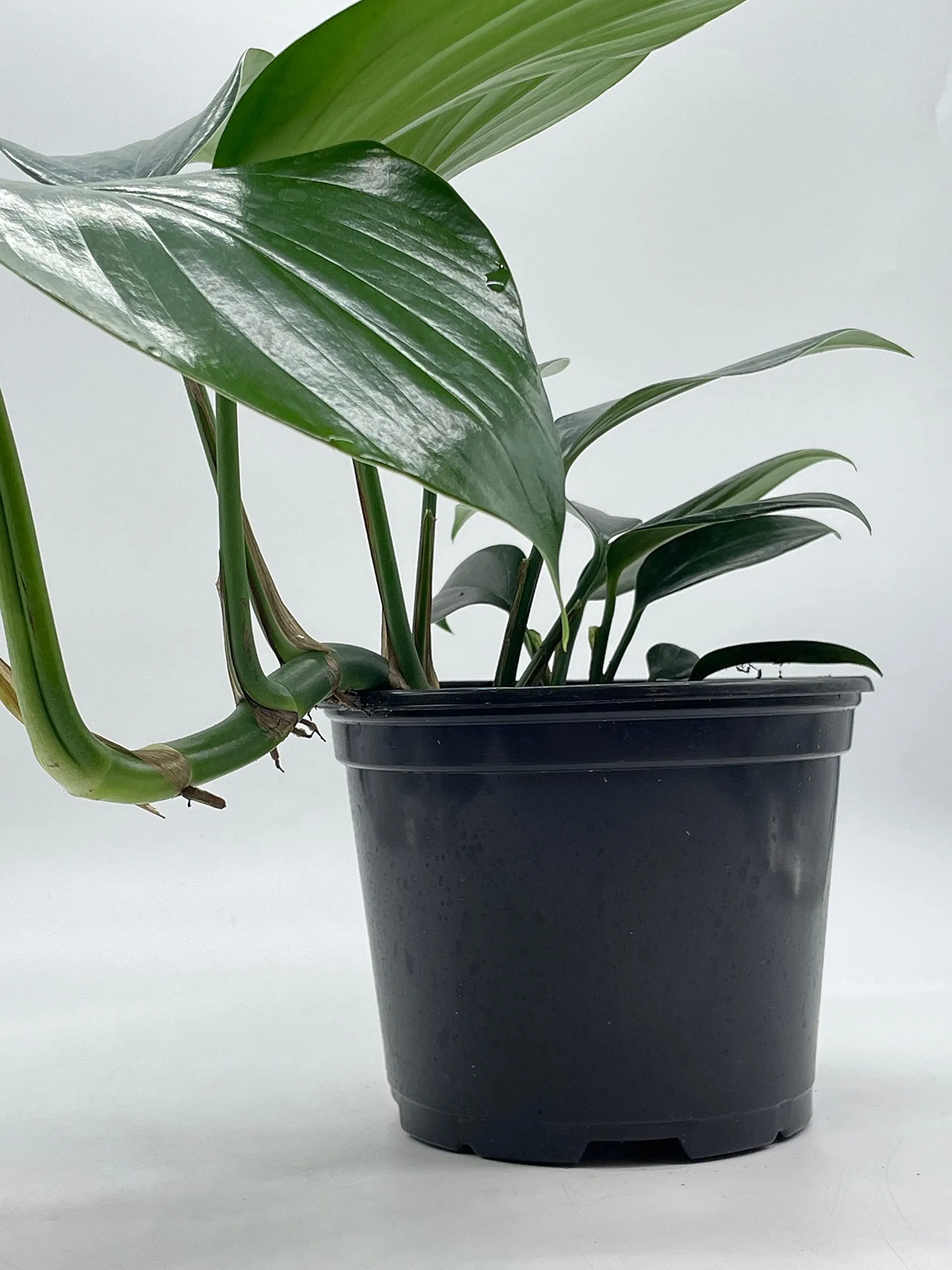 Dragon Tail Plant, 6 inch Pot, rhaphidophora decursiva,