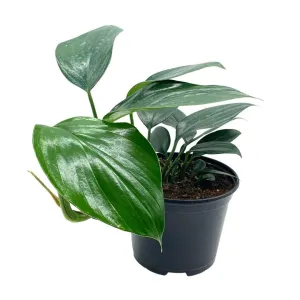 Dragon Tail Plant, 6 inch Pot, rhaphidophora decursiva,