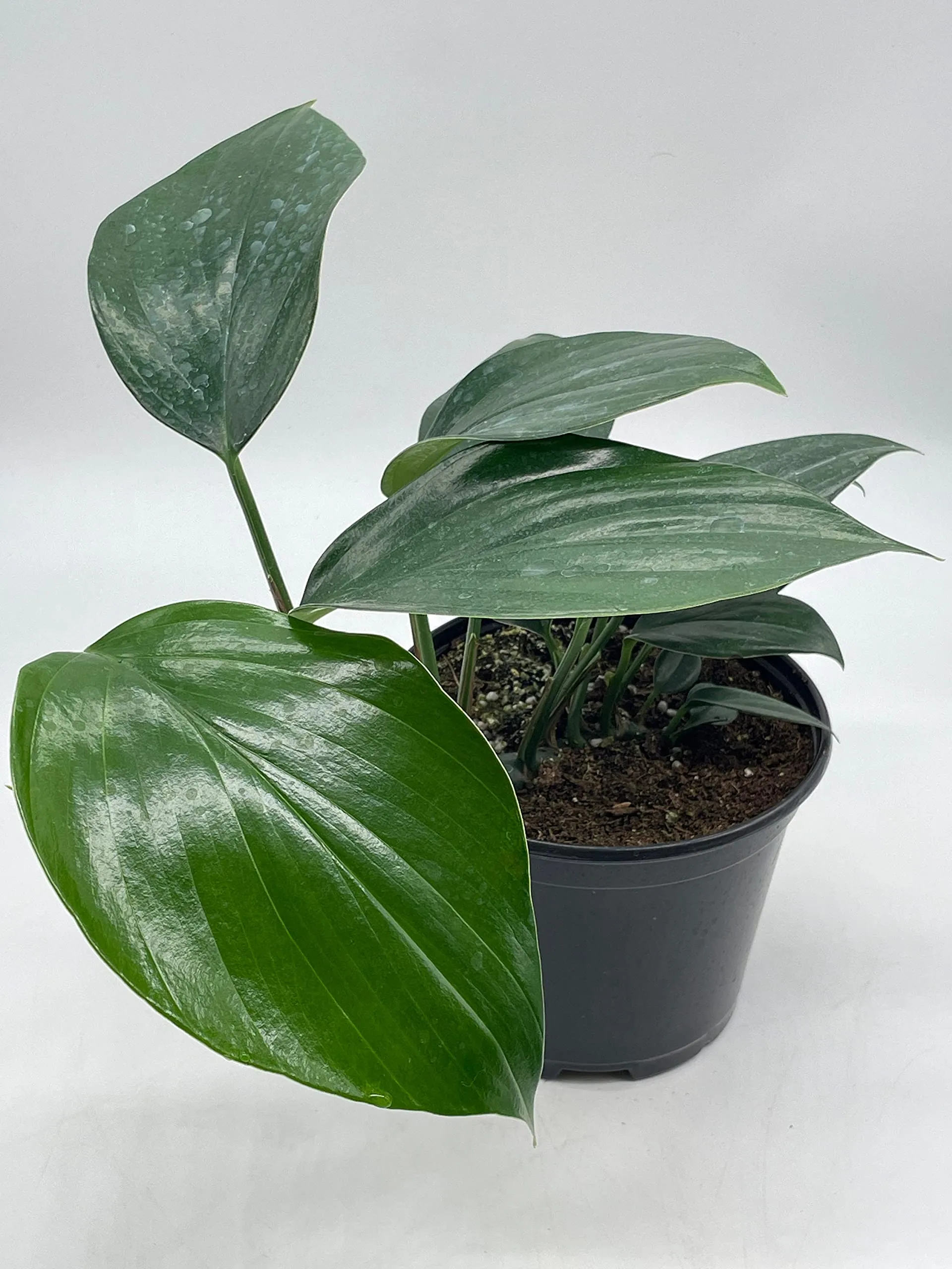 Dragon Tail Plant, 6 inch Pot, rhaphidophora decursiva,