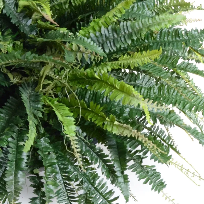 Forest Fern x6