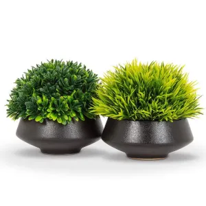 Grass Plant in Small Black Pot