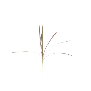 Ornamental Flax - Gold