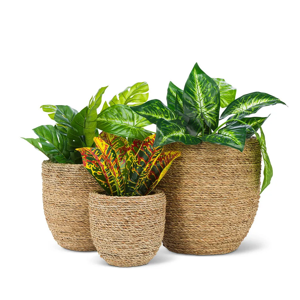 Planters -Seagrass