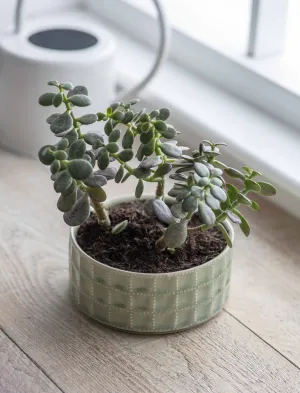 Sage Shallow Textured Planter